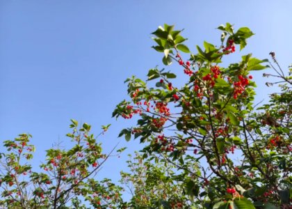 赏田园风光 享采摘乐趣
